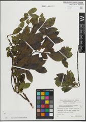 Foto von Salix mielichhoferi Saut.